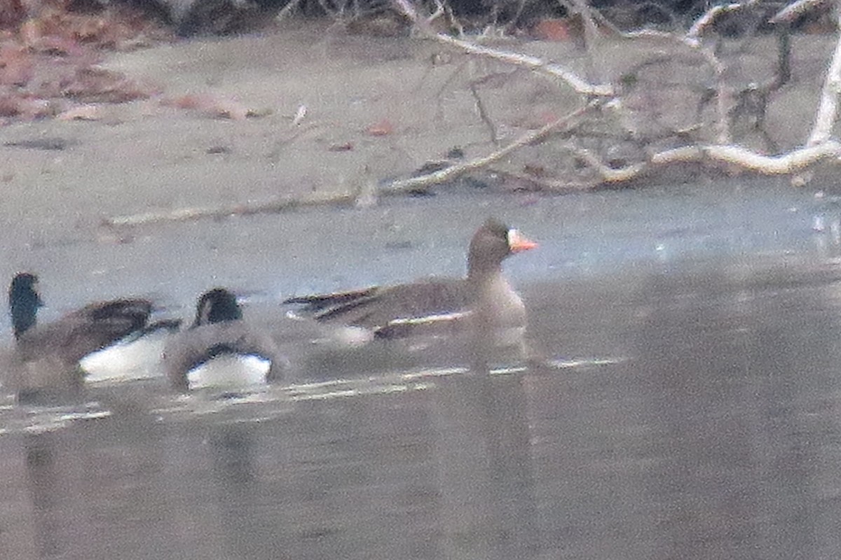 Greater White-fronted Goose - ML43359961