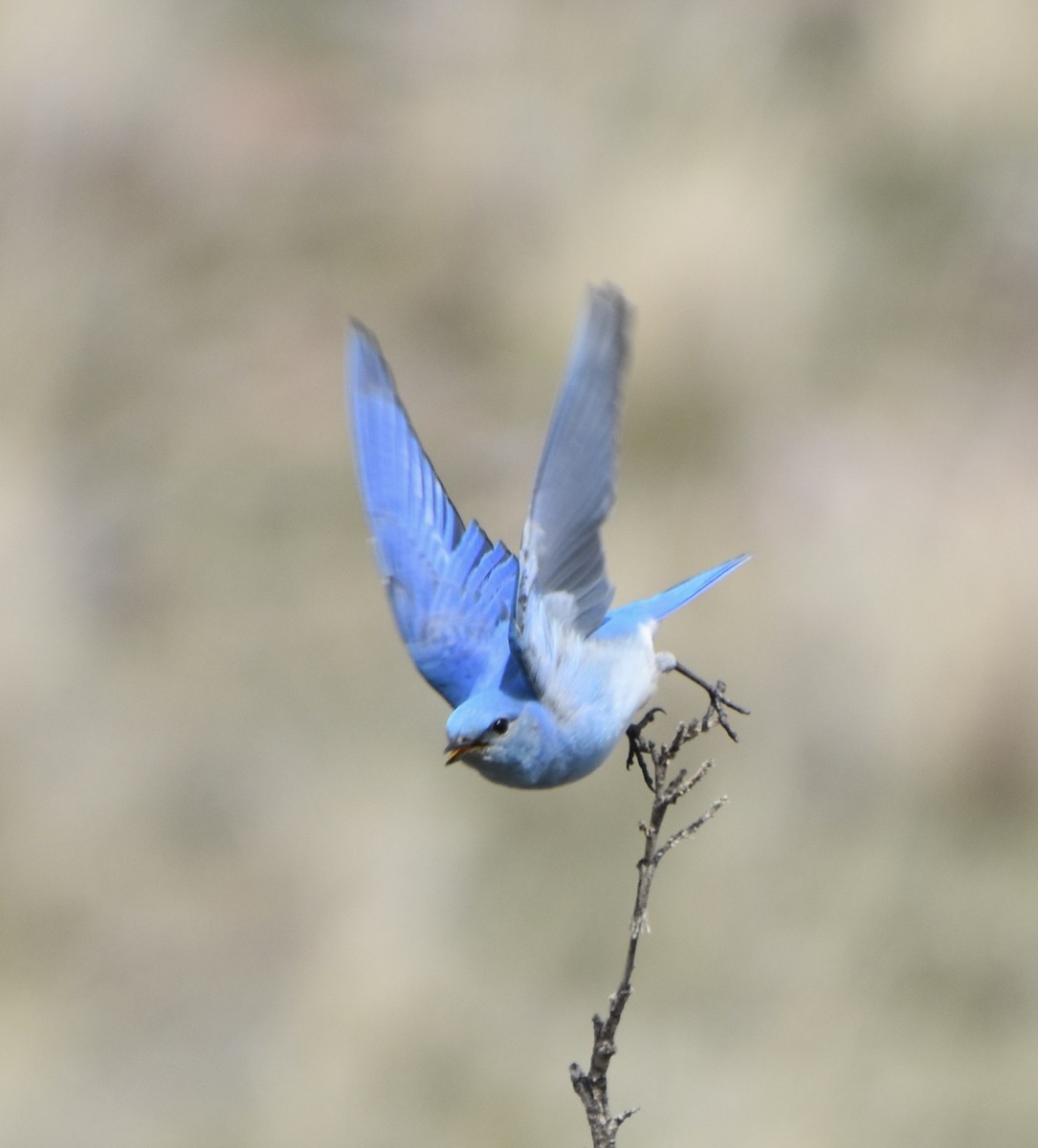 Mountain Bluebird - Jill Punches