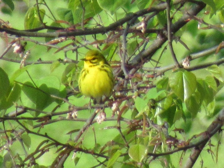 Prairie Warbler - ML433600691