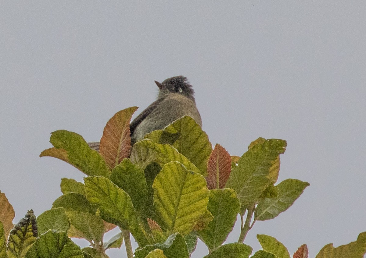 Mosquero Cabecinegro - ML433601221