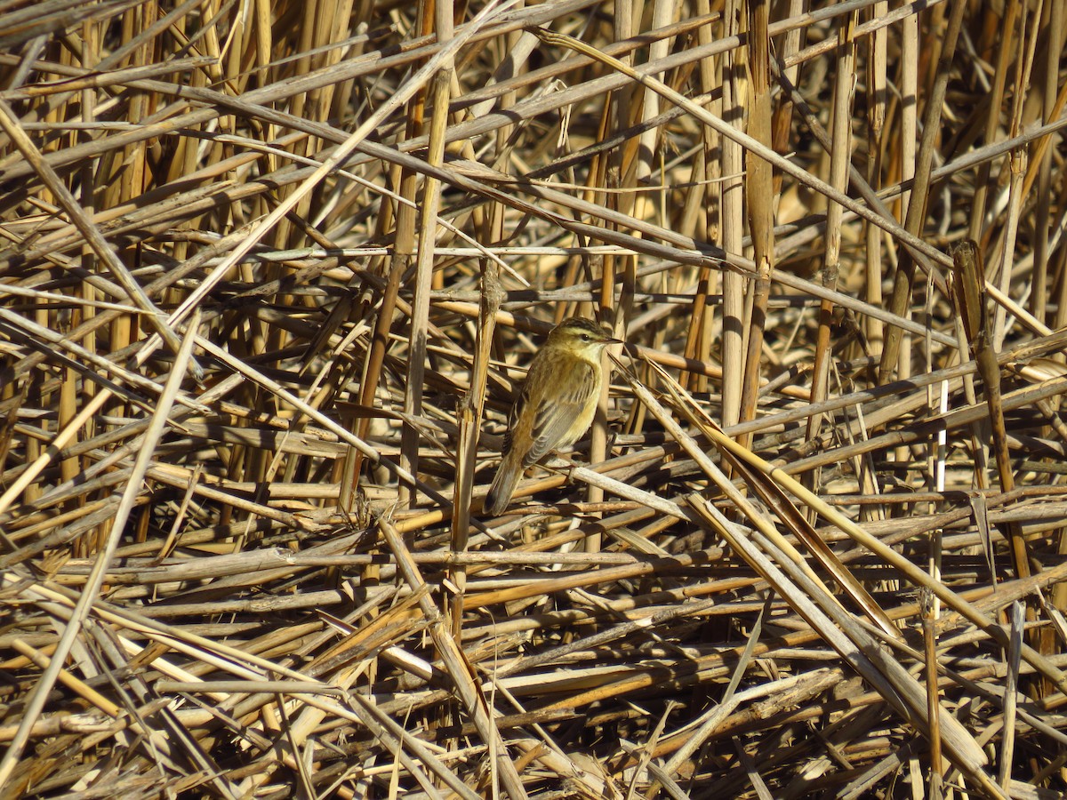 Sedge Warbler - ML433601251