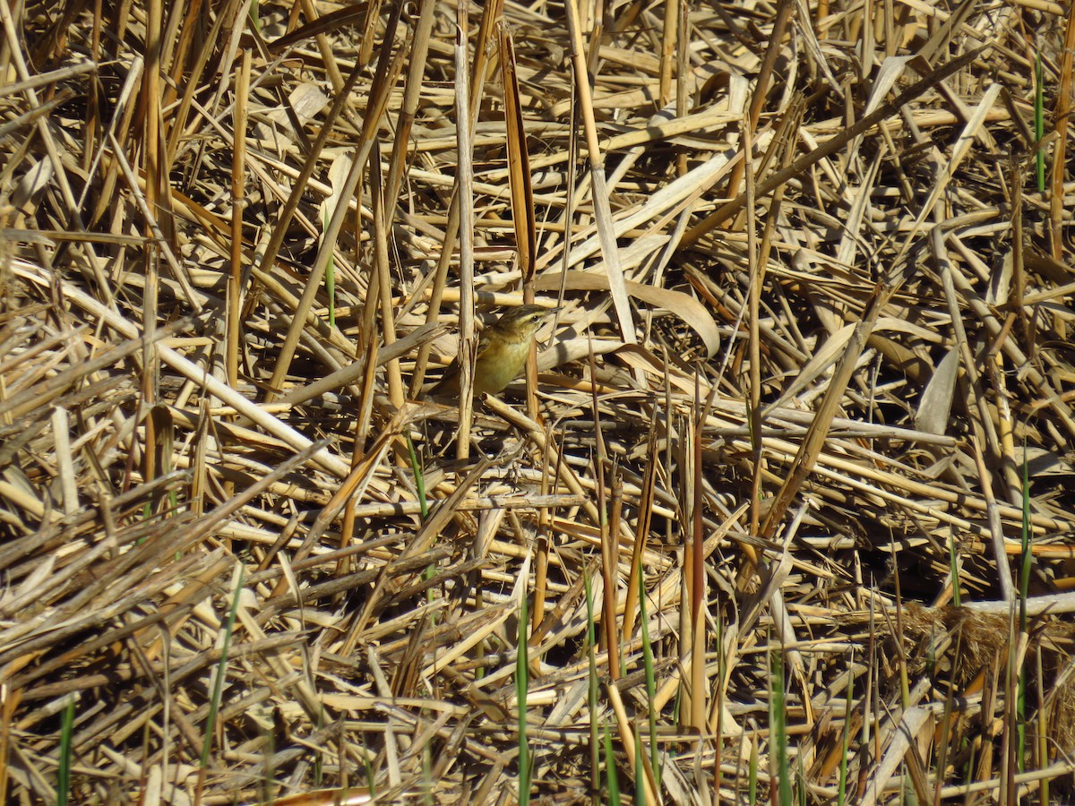 Sedge Warbler - ML433601531