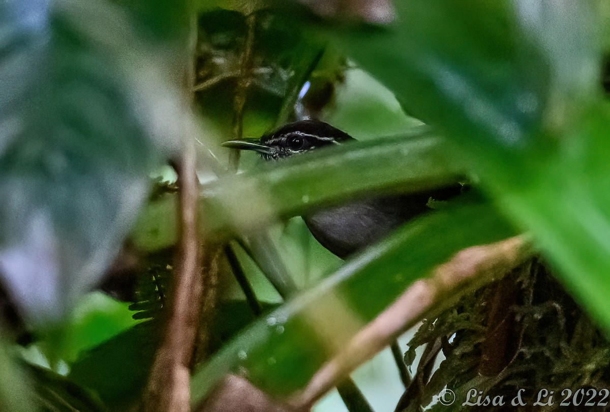 White-breasted Wood-Wren - ML433602061