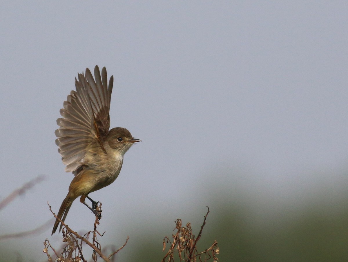 White-throated Flycatcher - ML43360241