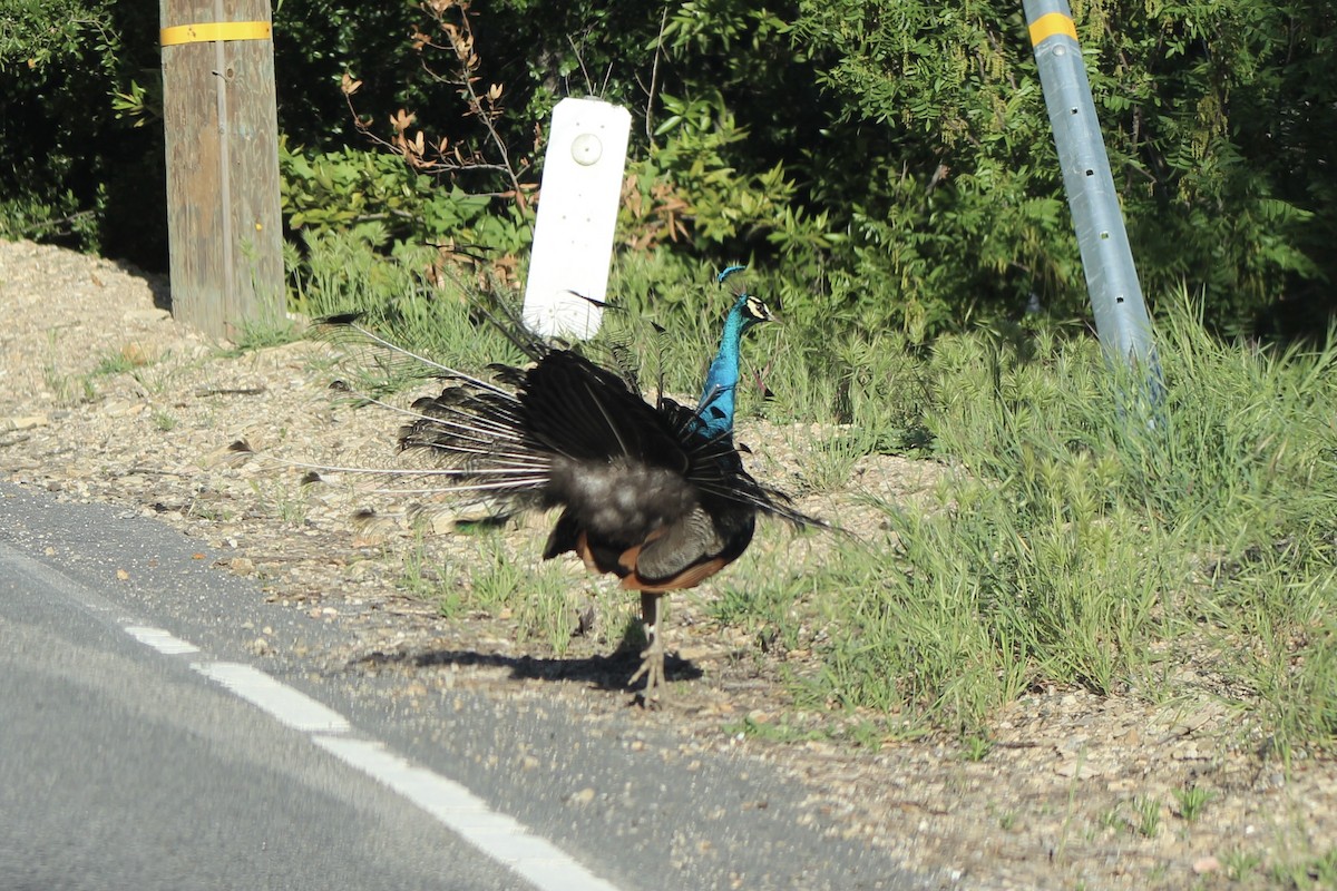 Indian Peafowl (Domestic type) - ML433603961