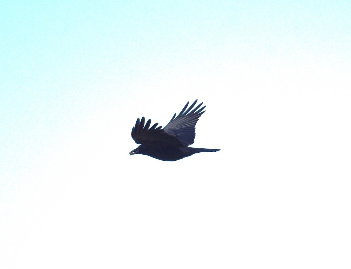 American Crow - ML433604891