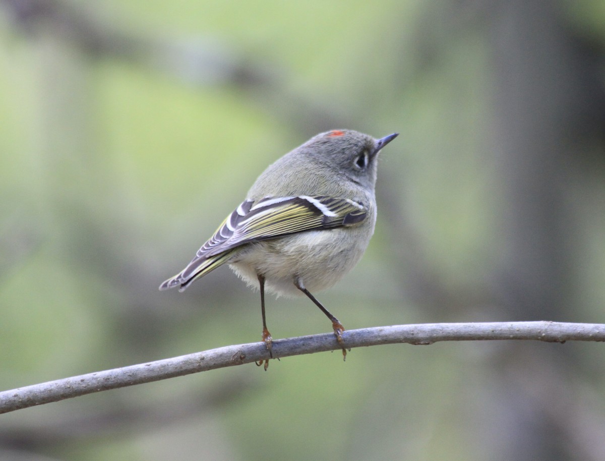 Ruby-crowned Kinglet - Guy Foulks🍀