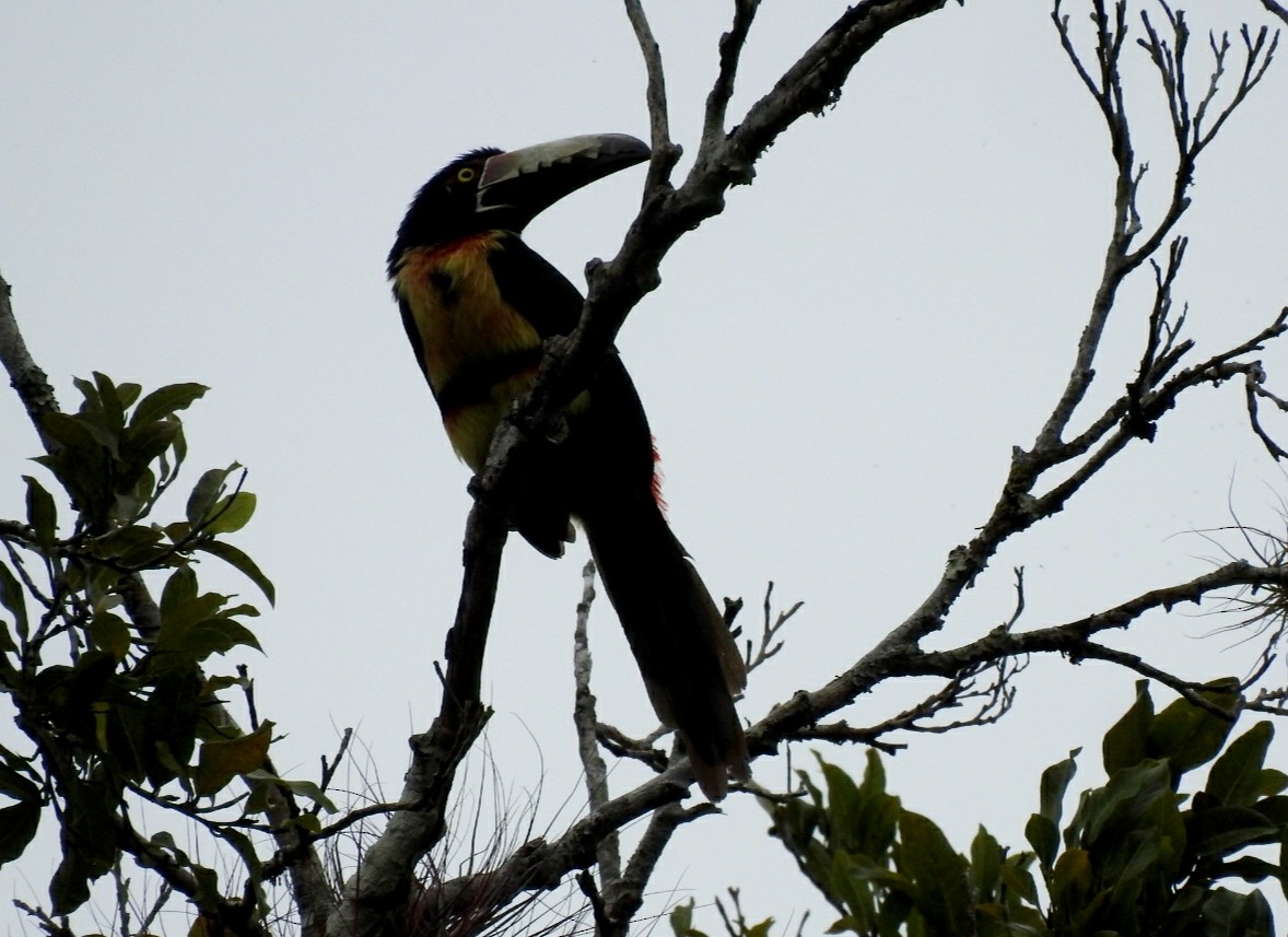 Collared Aracari - ML433605381