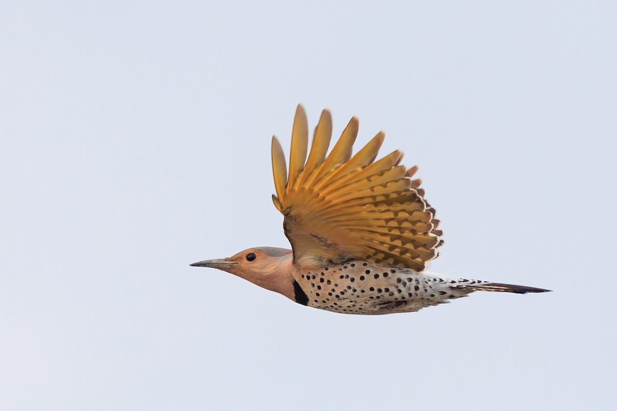 Northern Flicker - ML433605501