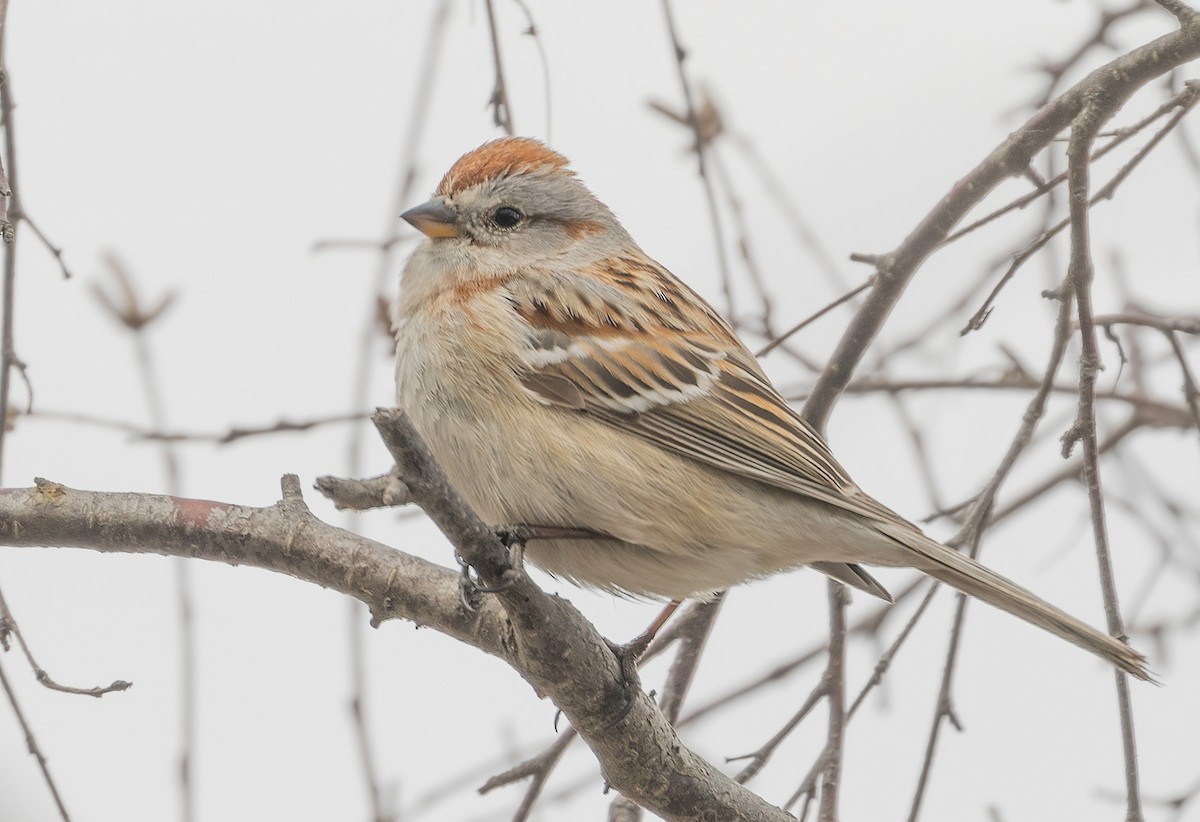 American Tree Sparrow - ML433605941