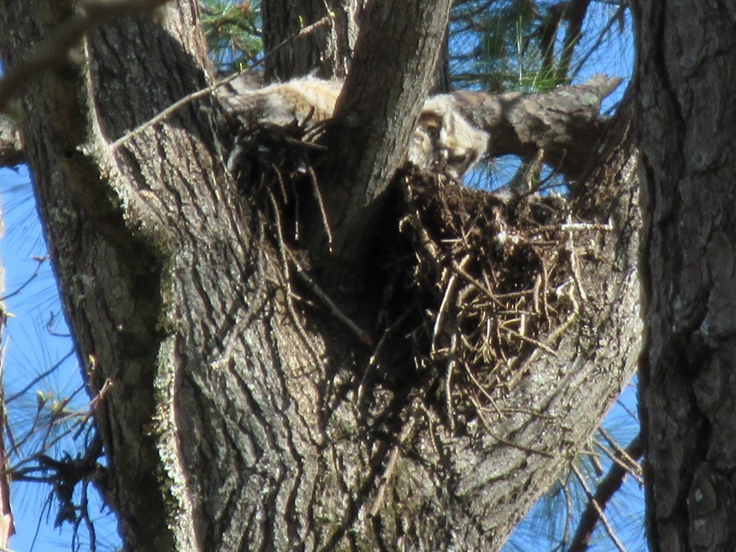 Great Horned Owl - ML433607071