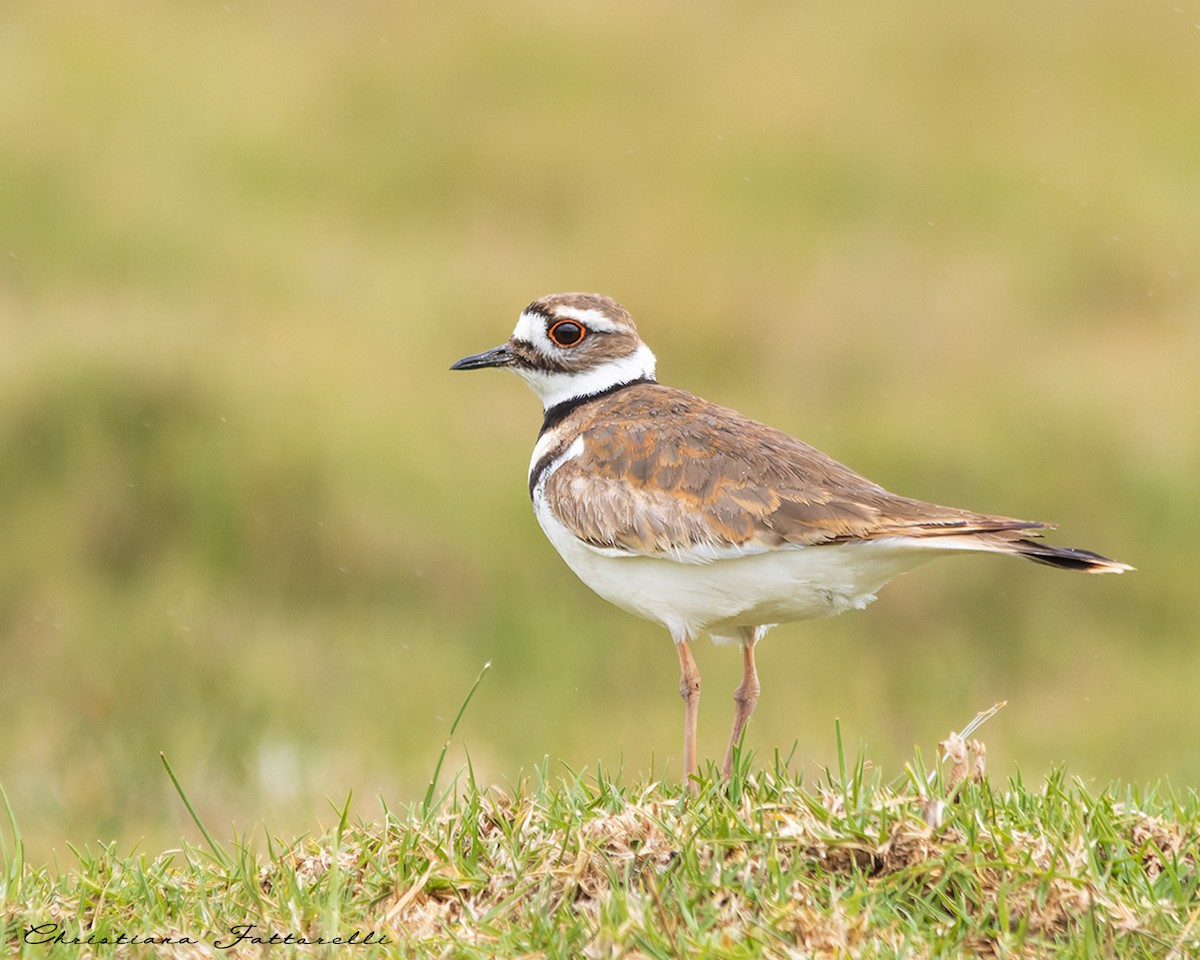 Killdeer - ML433607431