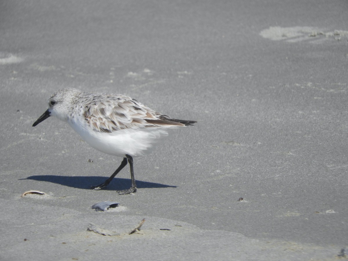 Sanderling - ML433607561