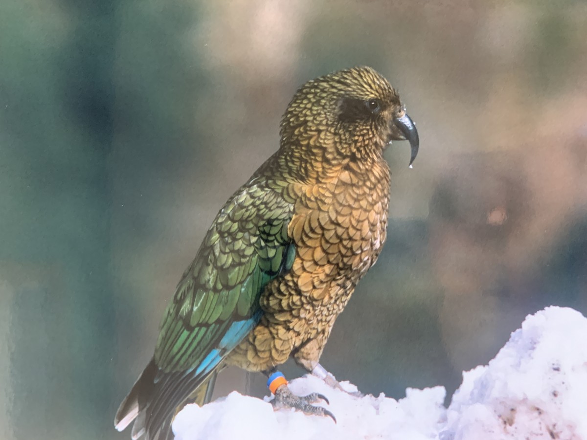 Kea - ML433607741