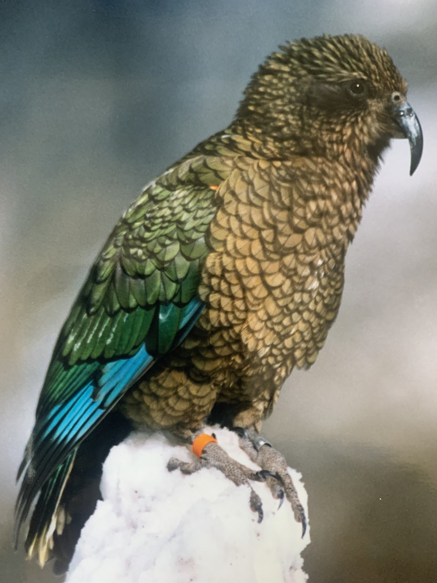 kea - ML433607801