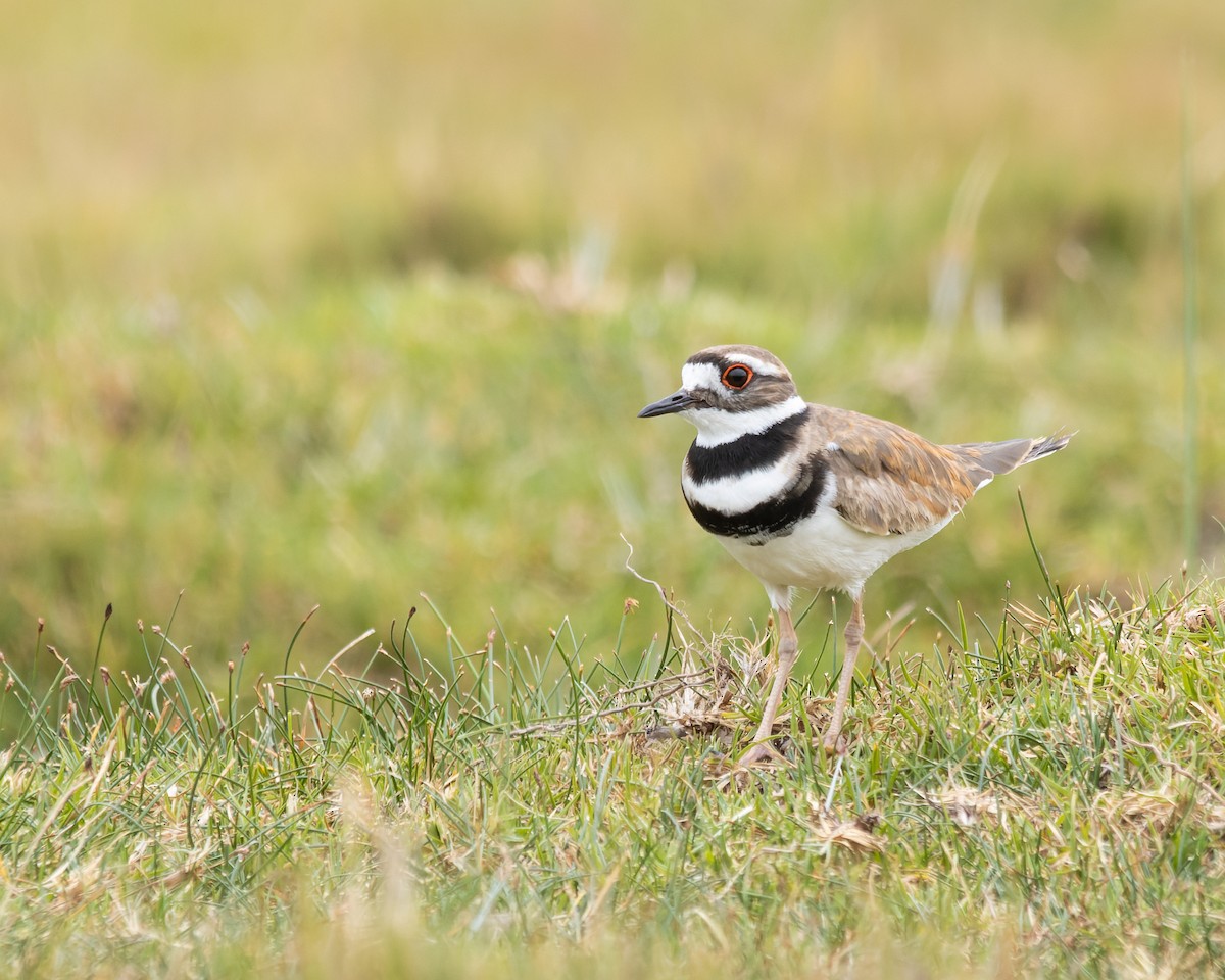 Killdeer - ML433608531