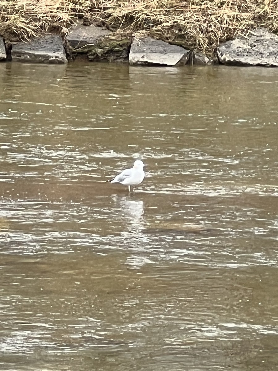 Gaviota Argéntea - ML433609891