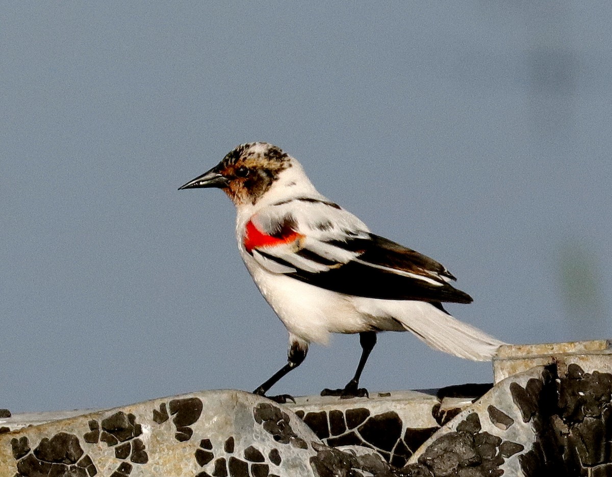 Red-winged Blackbird - ML433611261