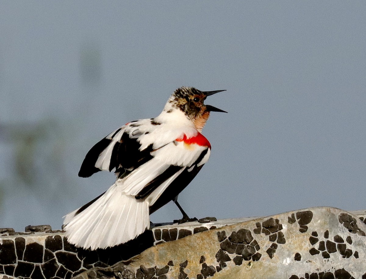 Red-winged Blackbird - ML433611501