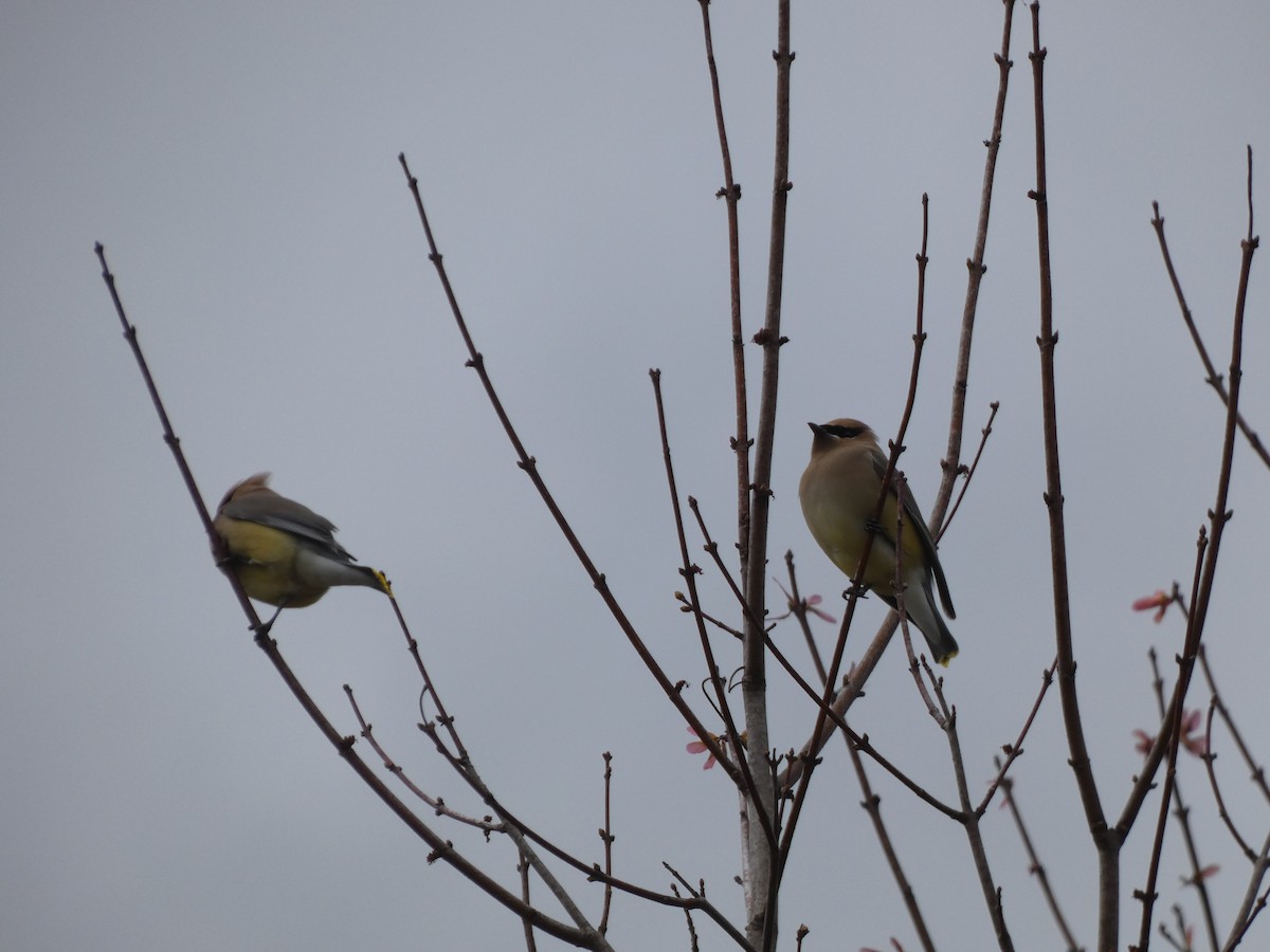 Cedar Waxwing - ML433613101