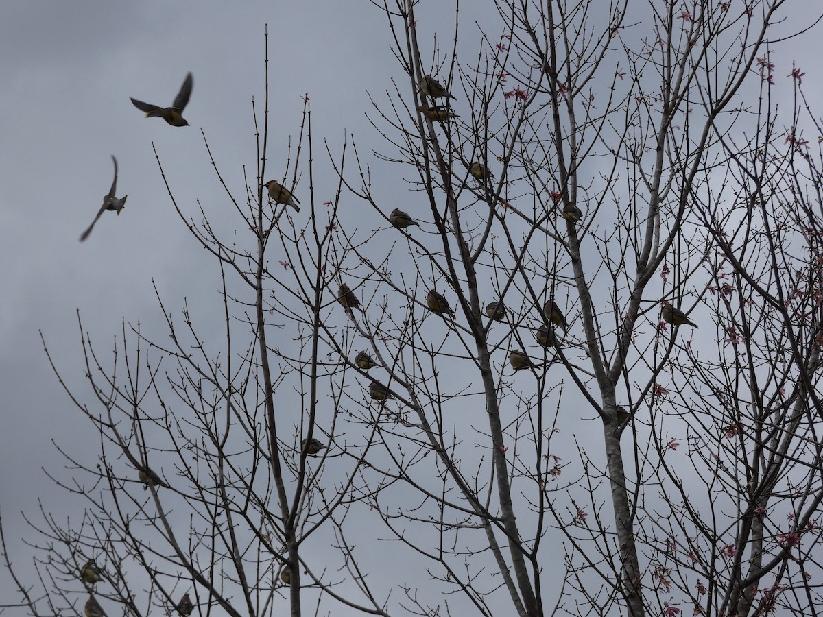 Cedar Waxwing - ML433613111