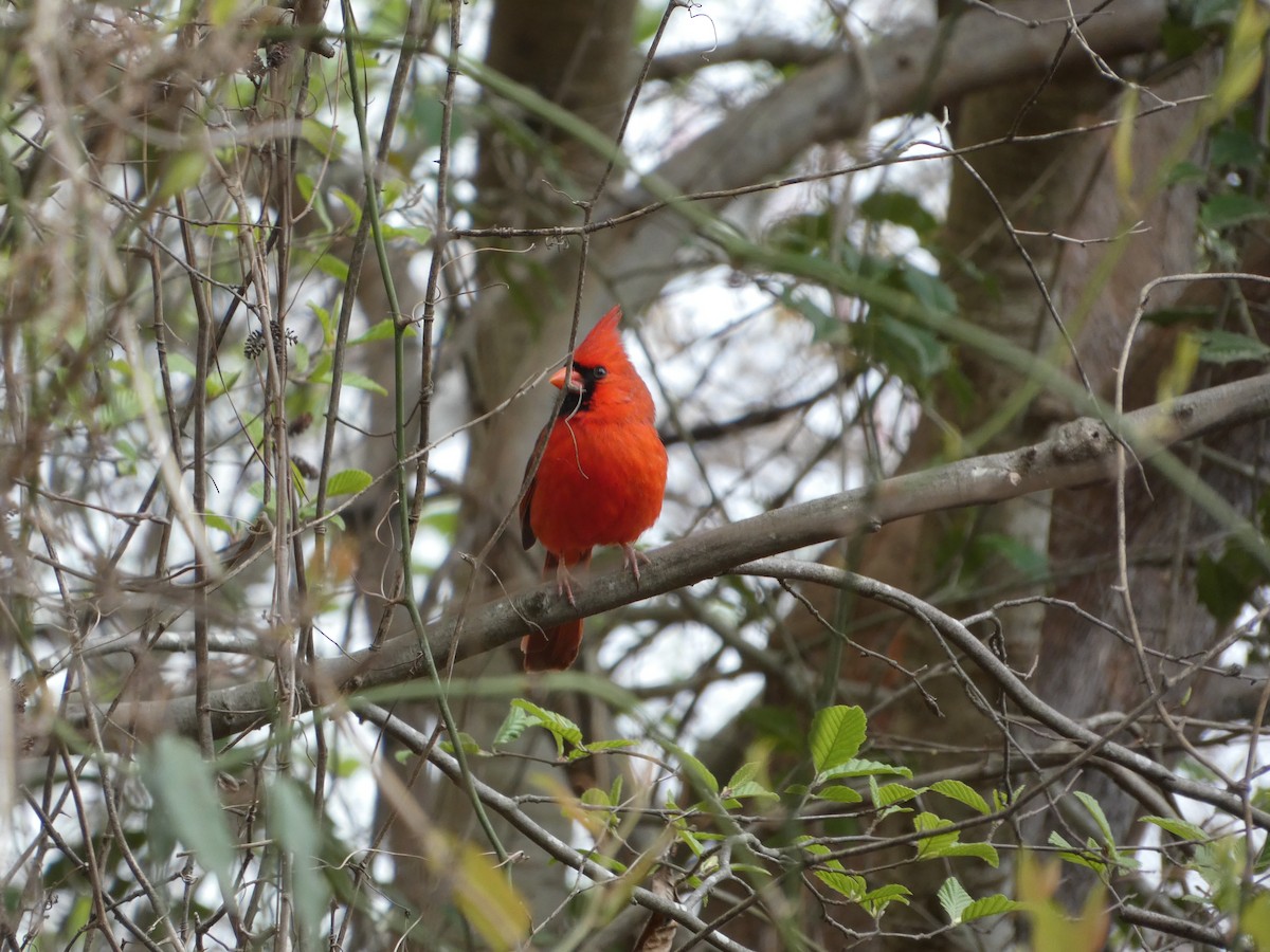 Cardinal rouge - ML433613201