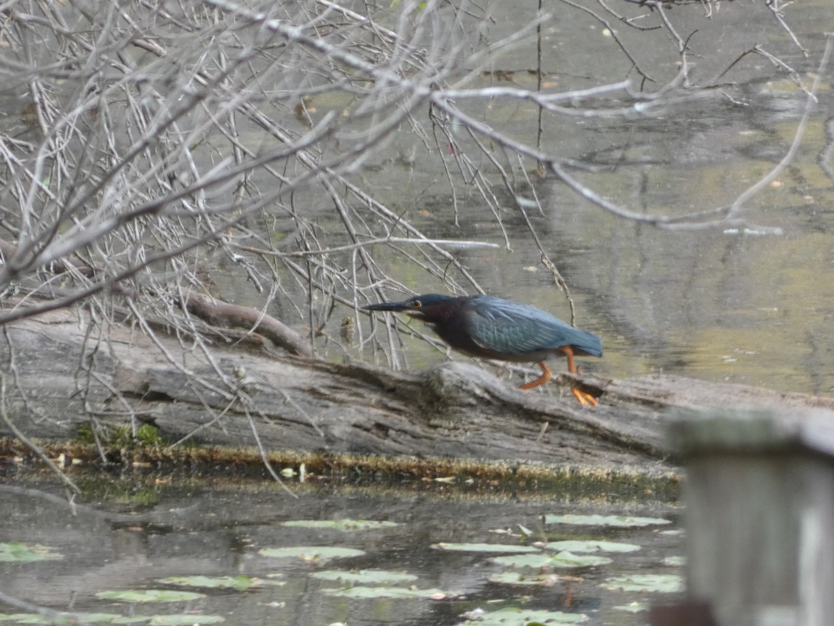 Green Heron - ML433615301