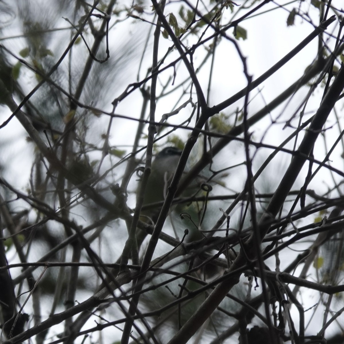 Blue-headed Vireo - ML433616091