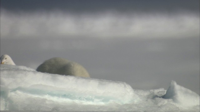 北極鷗 - ML433620