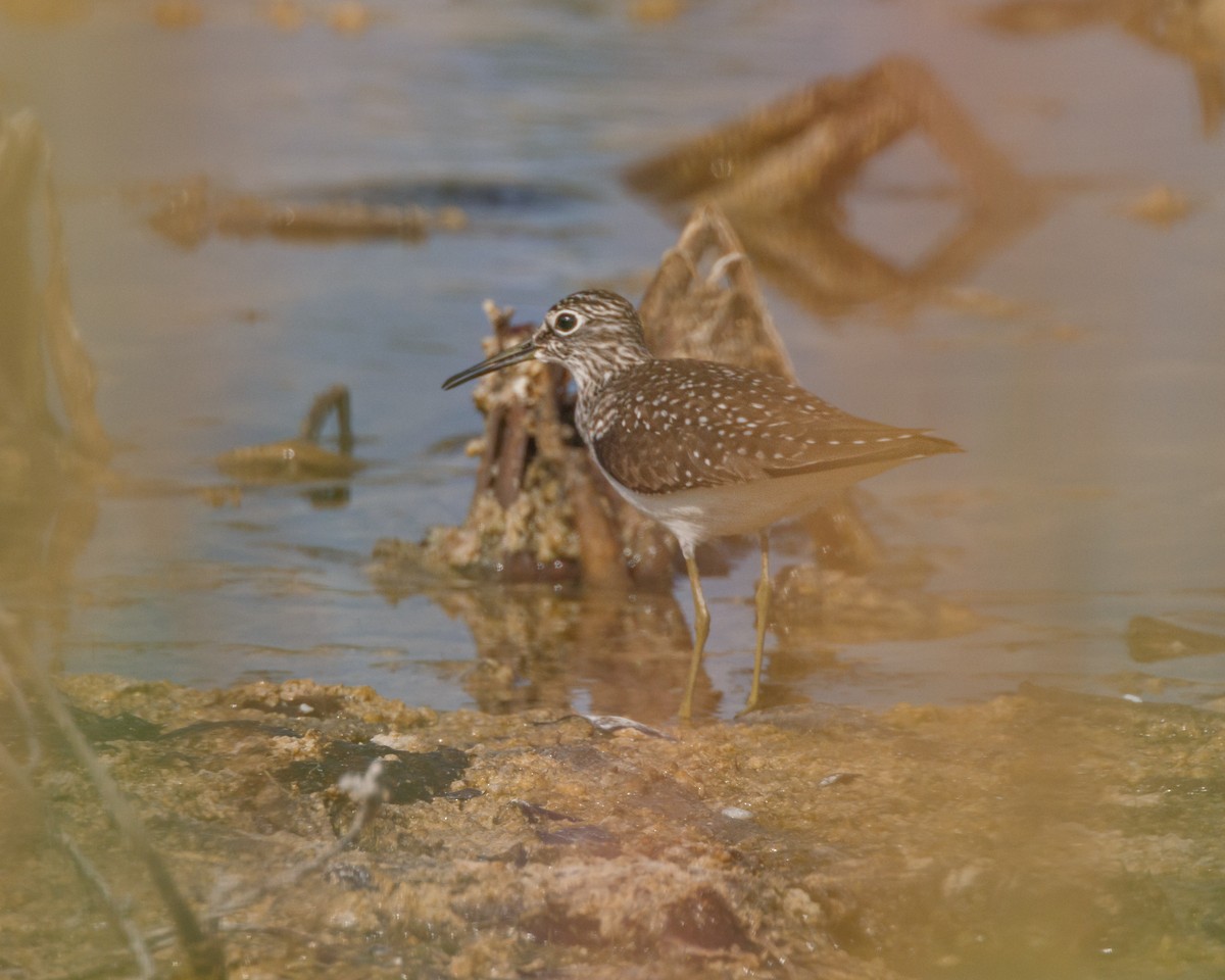 Solitary Sandpiper - ML433621321