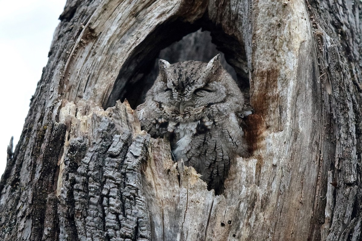 Eastern Screech-Owl (Northern) - ML433621841