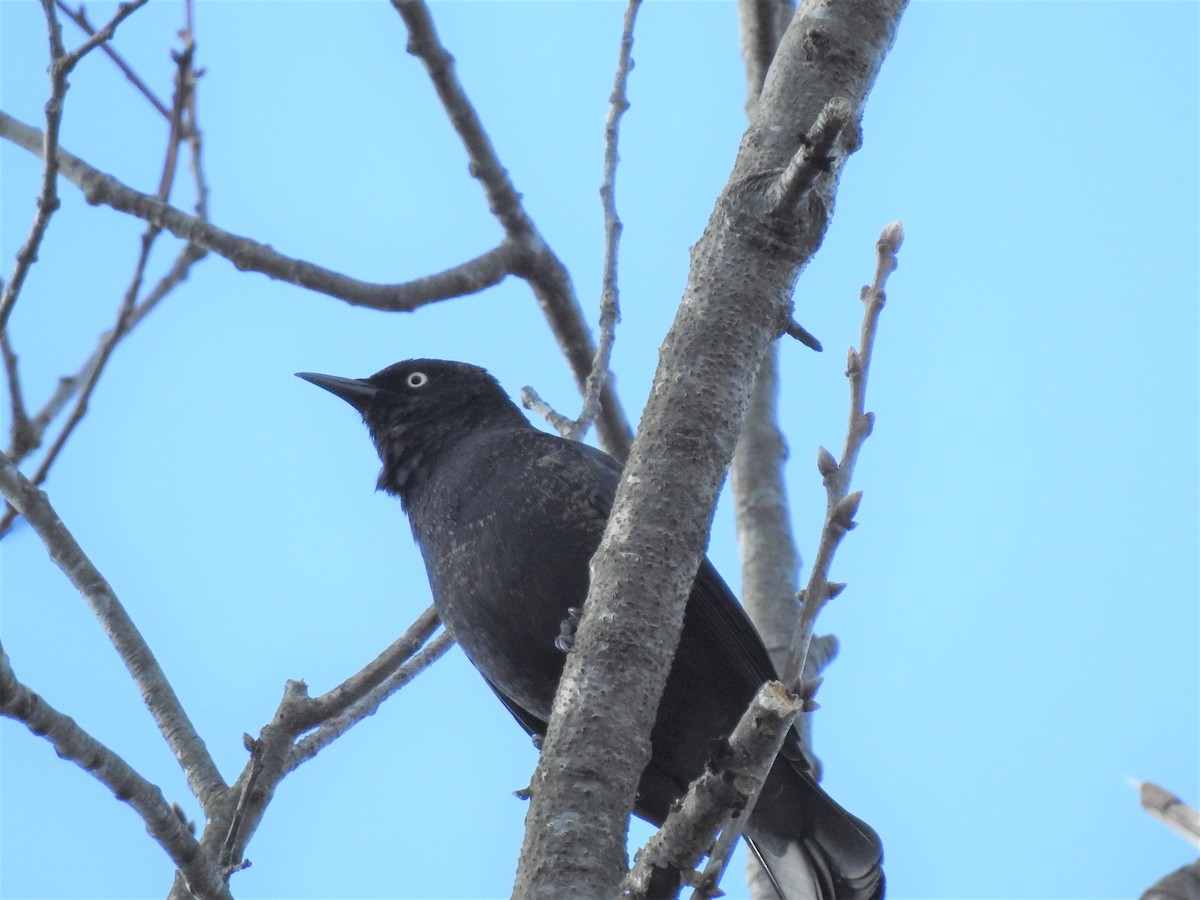 Rusty Blackbird - ML433622331