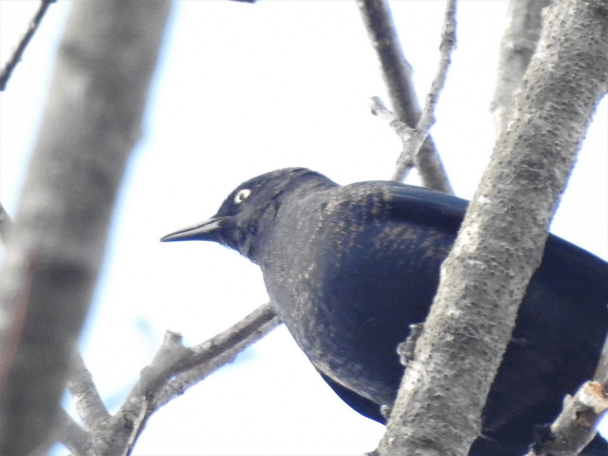 Rusty Blackbird - ML433622341