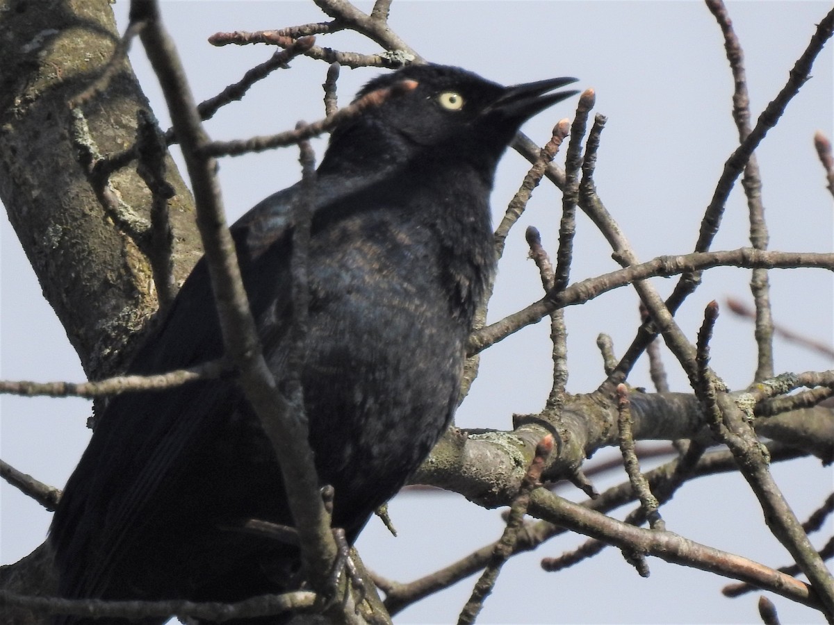 Rusty Blackbird - ML433622941