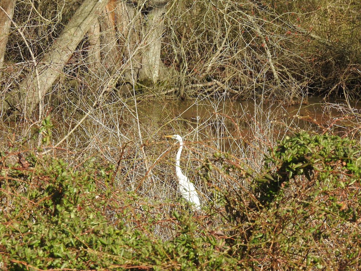 Great Egret - ML433623081