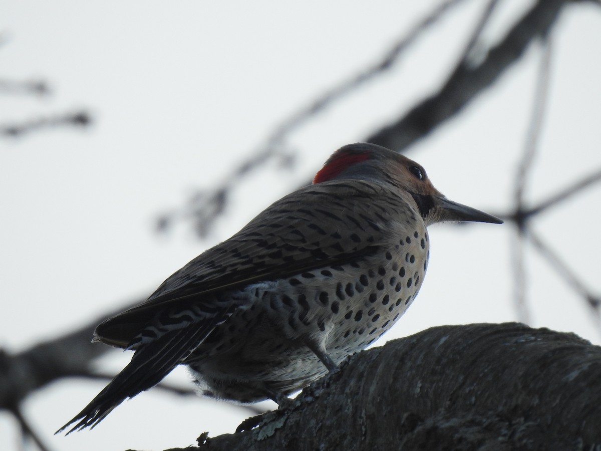 Northern Flicker - ML433623361