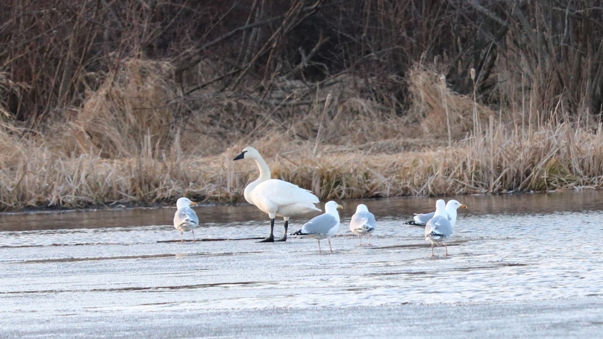 Tundra Swan - Darlene Pye