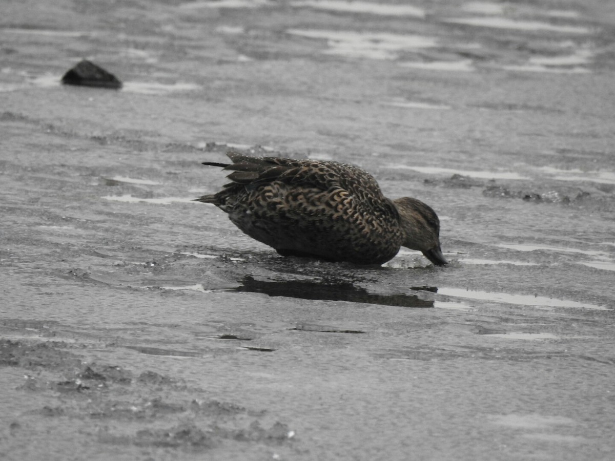 Green-winged Teal - ML43362701