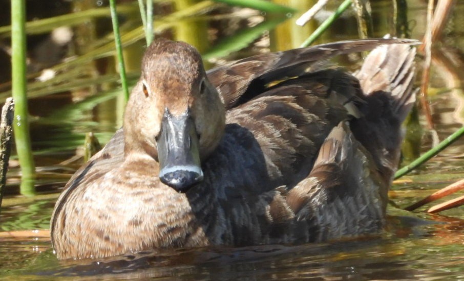 Ring-necked Duck - ML433628311