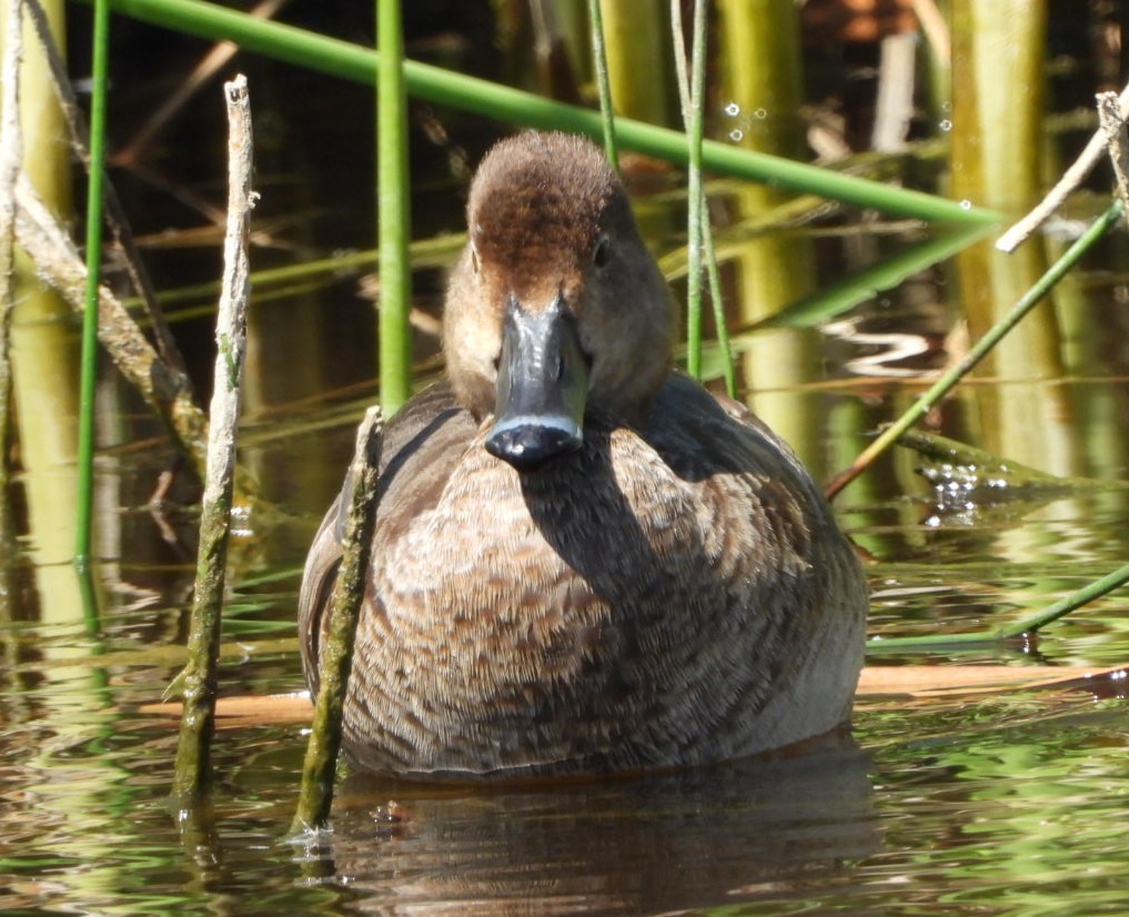 Ring-necked Duck - ML433628321