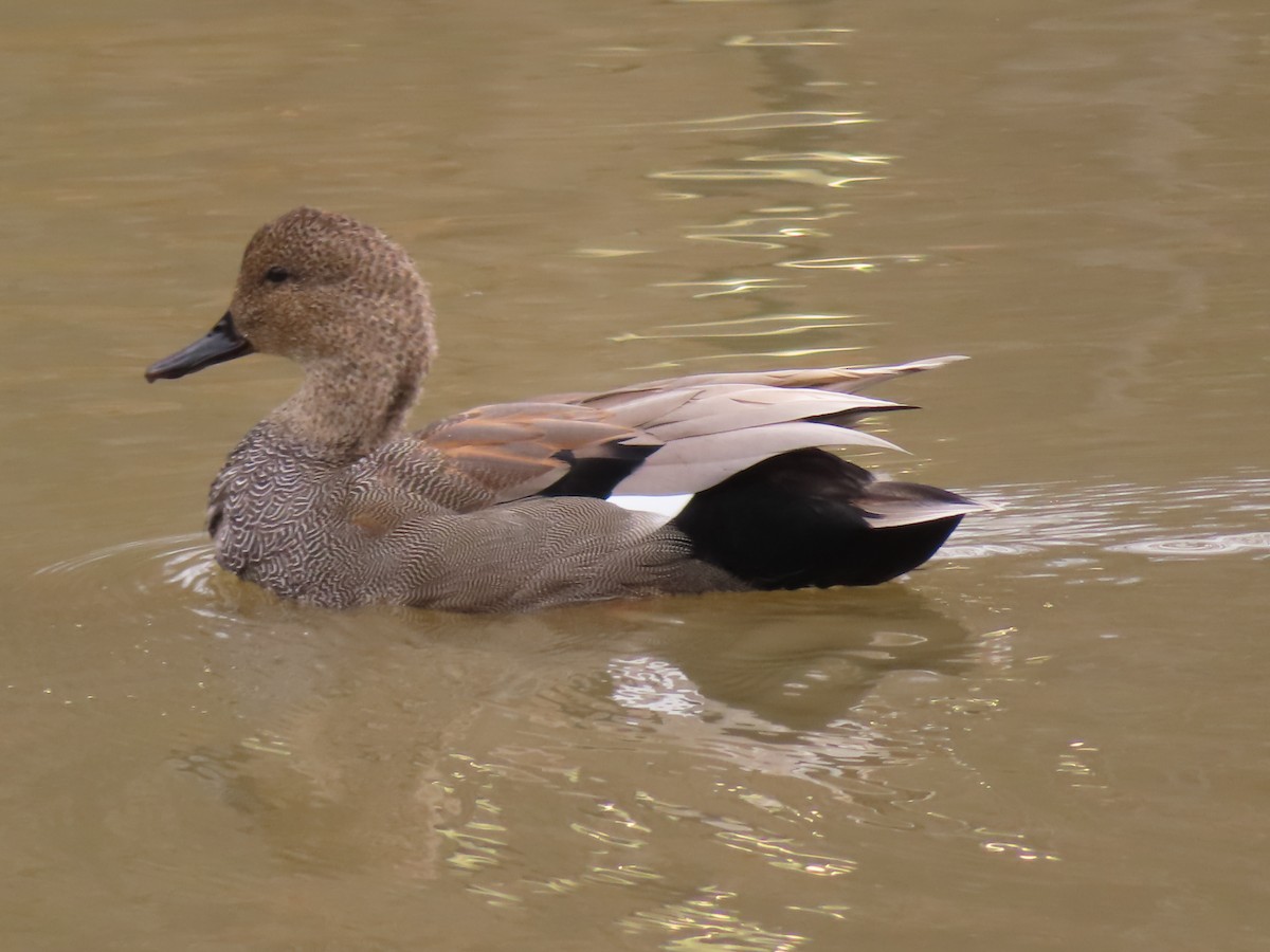 Бор нугас - ML433628381