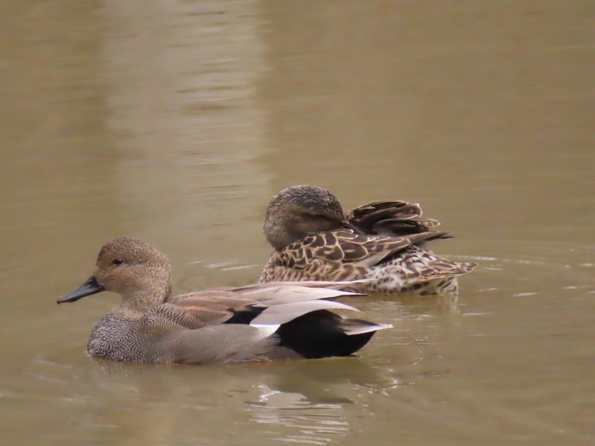 Бор нугас - ML433628401