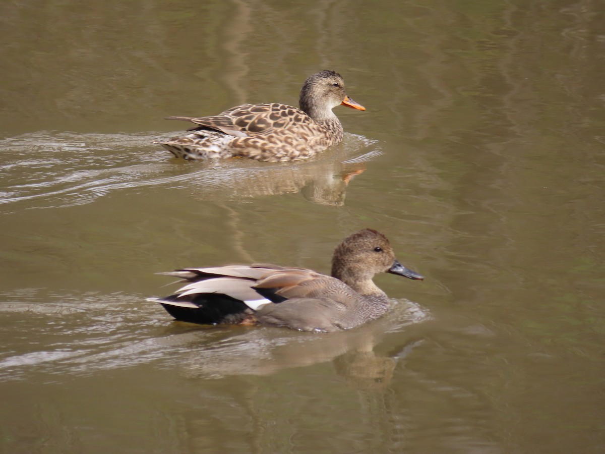 Бор нугас - ML433628421