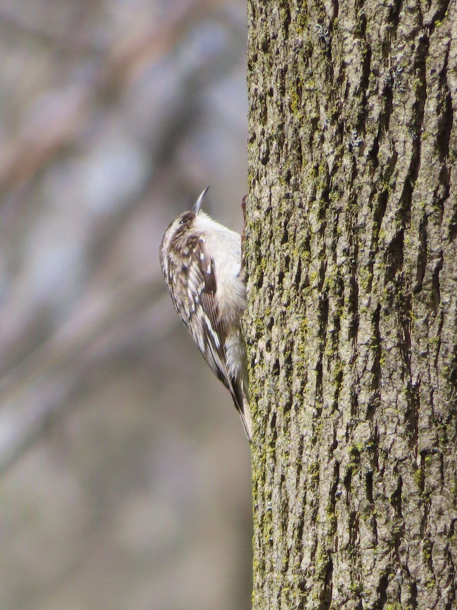 Підкоришник американський - ML433630021