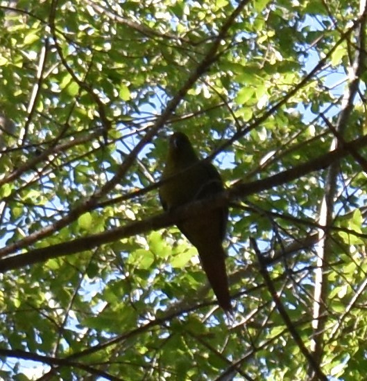 Austral/Slender-billed Parakeet - Fernando  Pizarro