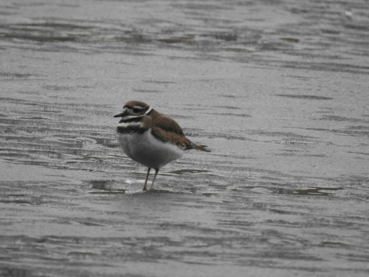 Killdeer - ML43363051