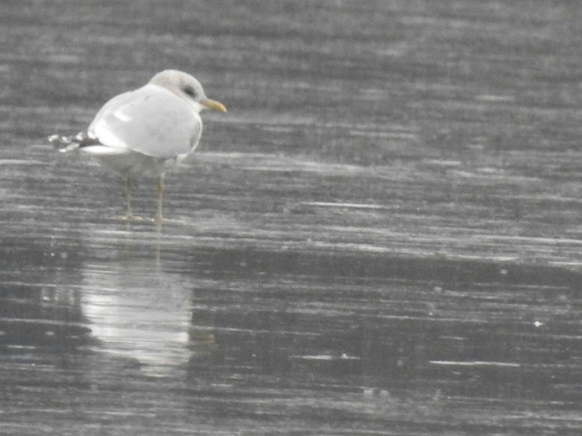 Short-billed Gull - ML43363111