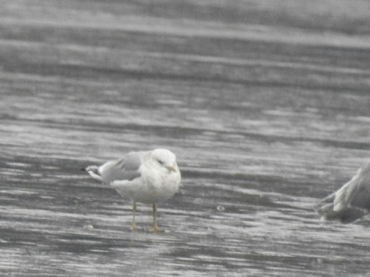 Short-billed Gull - ML43363131