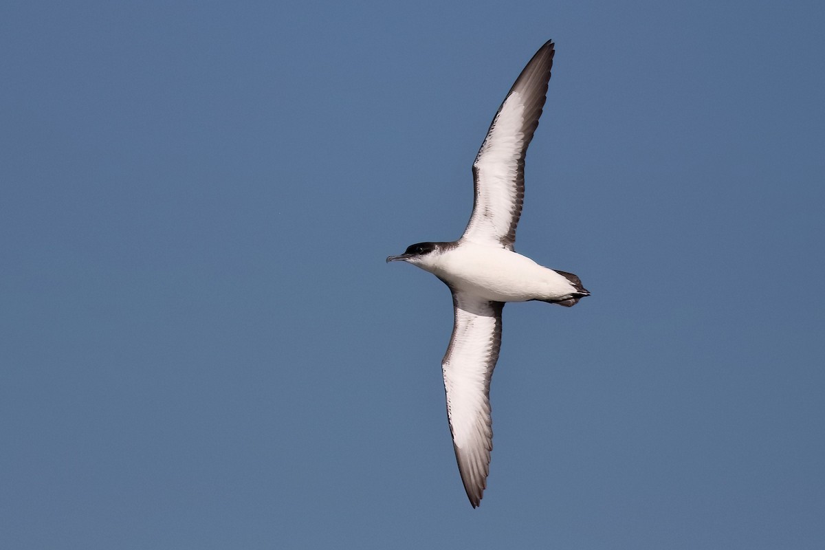 Manx Shearwater - ML433631841