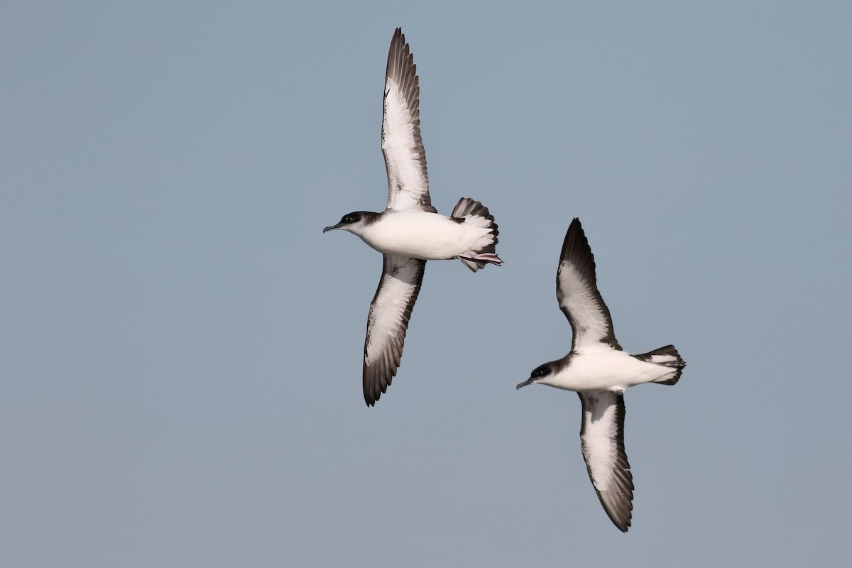 Manx Shearwater - ML433631861
